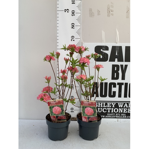 Lot 4         