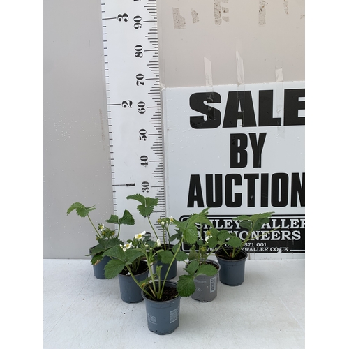 Lot 51        