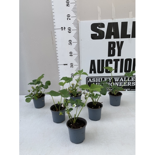 Lot 52        