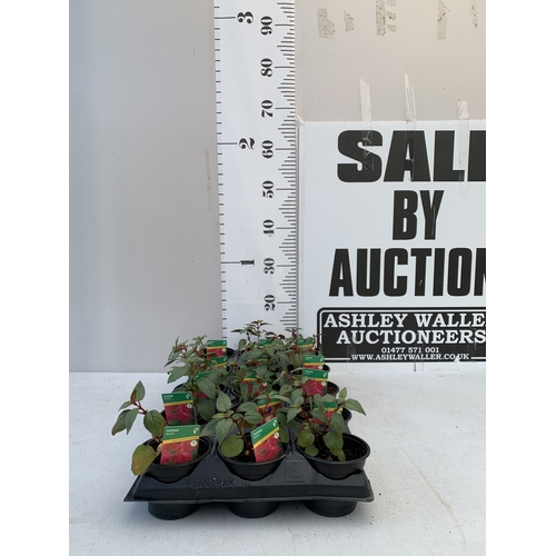 Lot 21        