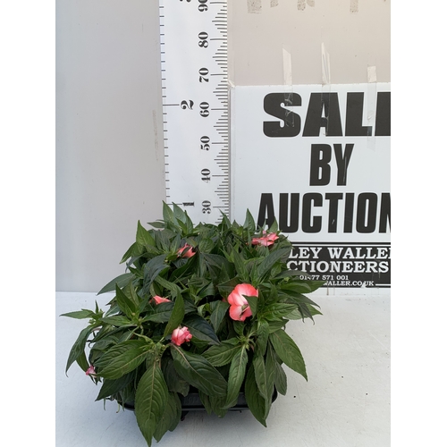 Lot 24        