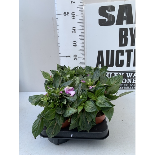 Lot 26        