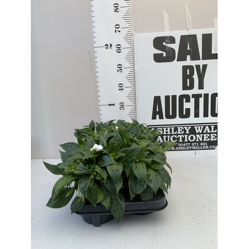 Lot 28        