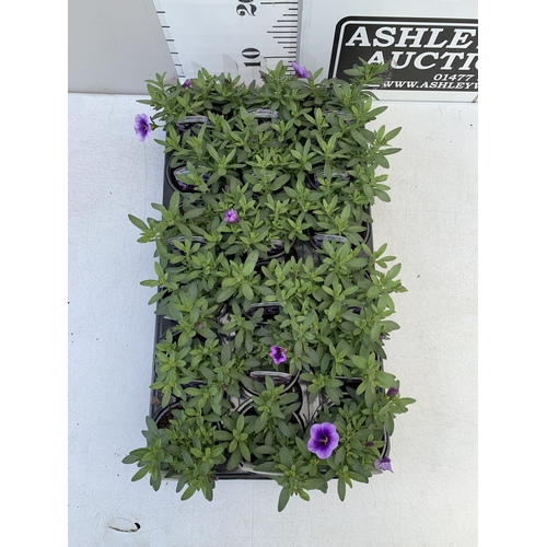 29 - EIGHTEEN CALIBRACHOA 'EYECONIC PURPLE' IN P9CM POTS ON A TRAY. TO BE SOLD FOR THE EIGHTEEN