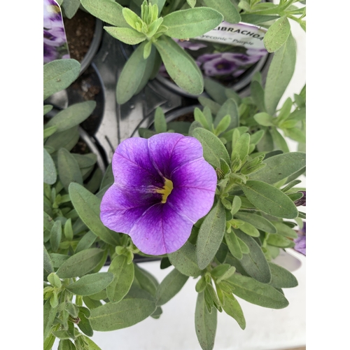 29 - EIGHTEEN CALIBRACHOA 'EYECONIC PURPLE' IN P9CM POTS ON A TRAY. TO BE SOLD FOR THE EIGHTEEN