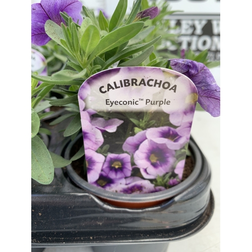 29 - EIGHTEEN CALIBRACHOA 'EYECONIC PURPLE' IN P9CM POTS ON A TRAY. TO BE SOLD FOR THE EIGHTEEN