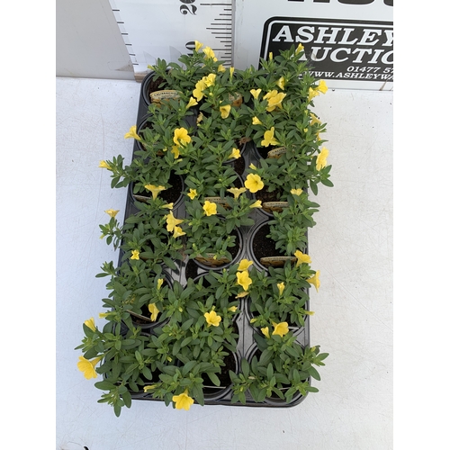30 - EIGHTEEN CALIBRACHOA 'CABARET BRIGHT YELLOW' IN P9CM POTS ON A TRAY. TO BE SOLD FOR THE EIGHTEEN