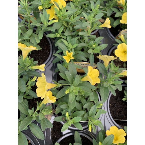 30 - EIGHTEEN CALIBRACHOA 'CABARET BRIGHT YELLOW' IN P9CM POTS ON A TRAY. TO BE SOLD FOR THE EIGHTEEN