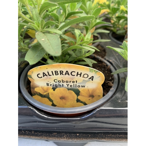 30 - EIGHTEEN CALIBRACHOA 'CABARET BRIGHT YELLOW' IN P9CM POTS ON A TRAY. TO BE SOLD FOR THE EIGHTEEN