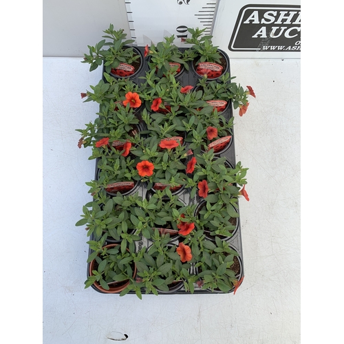 31 - EIGHTEEN CALIBRACHOA 'CABARET ORANGE' IN P9CM POTS ON A TRAY. TO BE SOLD FOR THE EIGHTEEN