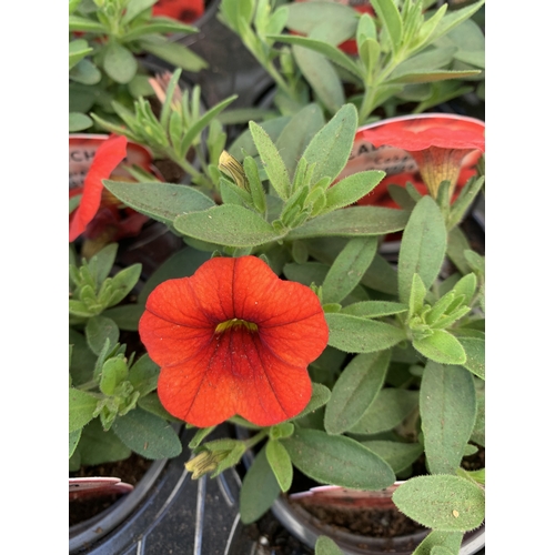 31 - EIGHTEEN CALIBRACHOA 'CABARET ORANGE' IN P9CM POTS ON A TRAY. TO BE SOLD FOR THE EIGHTEEN