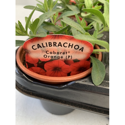 31 - EIGHTEEN CALIBRACHOA 'CABARET ORANGE' IN P9CM POTS ON A TRAY. TO BE SOLD FOR THE EIGHTEEN