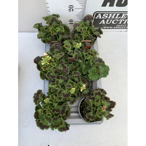 33 - EIGHT PELARGONIUM UPRIGHT CLASSIC 'SALMON' IN 1 LTR POTS ON A TRAY. TO BE SOLD FOR THE EIGHT