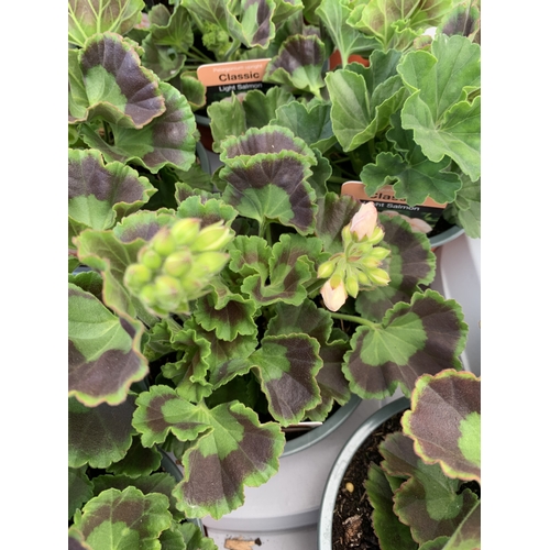 33 - EIGHT PELARGONIUM UPRIGHT CLASSIC 'SALMON' IN 1 LTR POTS ON A TRAY. TO BE SOLD FOR THE EIGHT