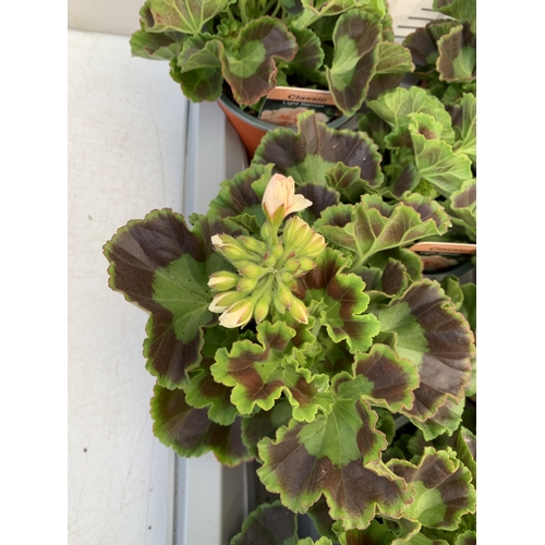 33 - EIGHT PELARGONIUM UPRIGHT CLASSIC 'SALMON' IN 1 LTR POTS ON A TRAY. TO BE SOLD FOR THE EIGHT