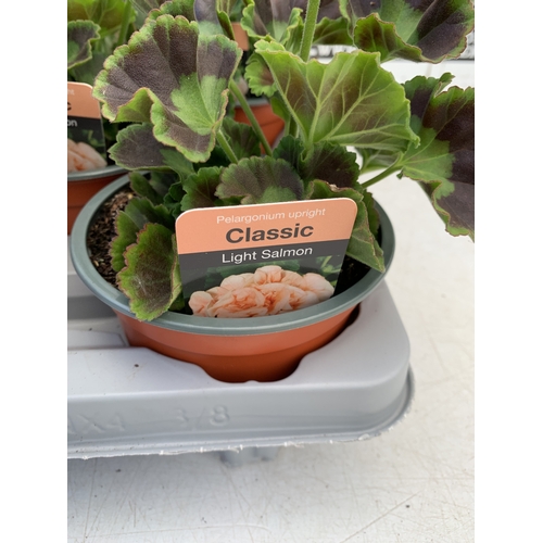 33 - EIGHT PELARGONIUM UPRIGHT CLASSIC 'SALMON' IN 1 LTR POTS ON A TRAY. TO BE SOLD FOR THE EIGHT