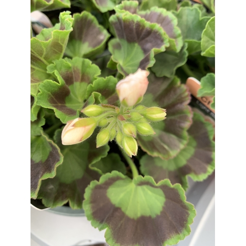 33 - EIGHT PELARGONIUM UPRIGHT CLASSIC 'SALMON' IN 1 LTR POTS ON A TRAY. TO BE SOLD FOR THE EIGHT