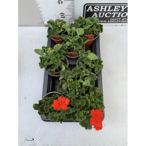 34 - EIGHT PELARGONIUM UPRIGHT CLASSIC 'SCARLET' IN 1 LTR POTS ON A TRAY. TO BE SOLD FOR THE EIGHT