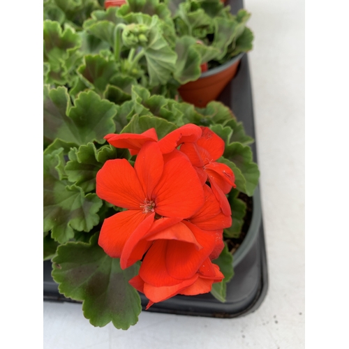 34 - EIGHT PELARGONIUM UPRIGHT CLASSIC 'SCARLET' IN 1 LTR POTS ON A TRAY. TO BE SOLD FOR THE EIGHT