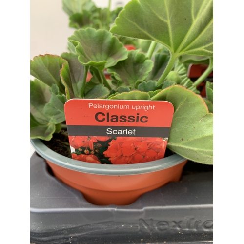 34 - EIGHT PELARGONIUM UPRIGHT CLASSIC 'SCARLET' IN 1 LTR POTS ON A TRAY. TO BE SOLD FOR THE EIGHT