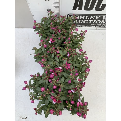 38 - TWELVE BELLA FUCHSIA IN P9CM POTS ON A TRAY. TO BE SOLD FOR THE TWELVE