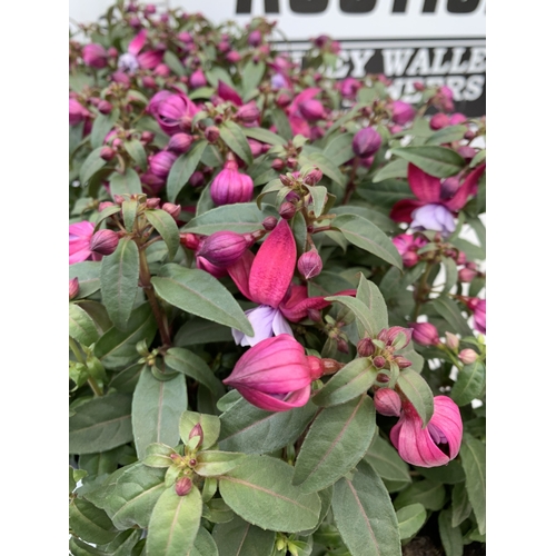 38 - TWELVE BELLA FUCHSIA IN P9CM POTS ON A TRAY. TO BE SOLD FOR THE TWELVE