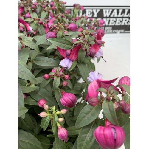 38 - TWELVE BELLA FUCHSIA IN P9CM POTS ON A TRAY. TO BE SOLD FOR THE TWELVE