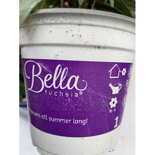 38 - TWELVE BELLA FUCHSIA IN P9CM POTS ON A TRAY. TO BE SOLD FOR THE TWELVE