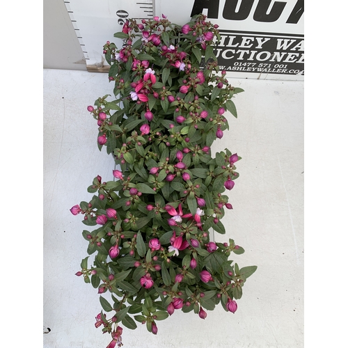 39 - TWELVE BELLA FUCHSIA IN P9CM POTS ON A TRAY. TO BE SOLD FOR THE TWELVE