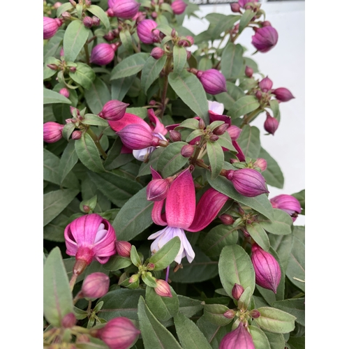 39 - TWELVE BELLA FUCHSIA IN P9CM POTS ON A TRAY. TO BE SOLD FOR THE TWELVE