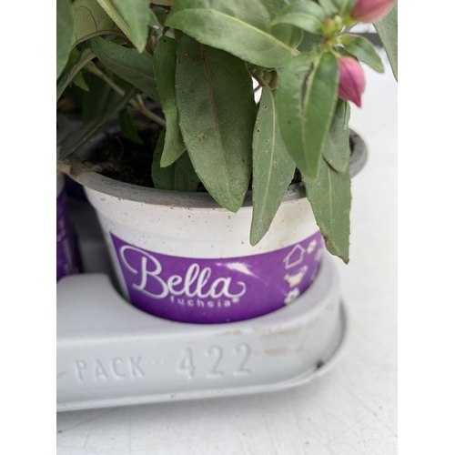 39 - TWELVE BELLA FUCHSIA IN P9CM POTS ON A TRAY. TO BE SOLD FOR THE TWELVE