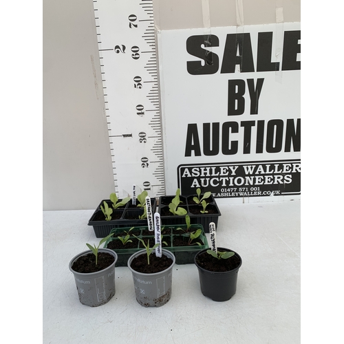 Lot 42        