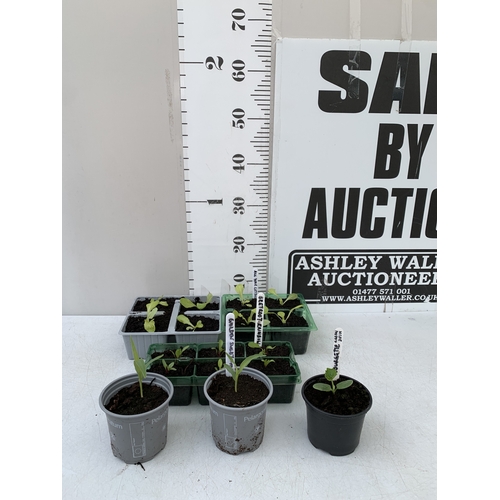 Lot 43        
