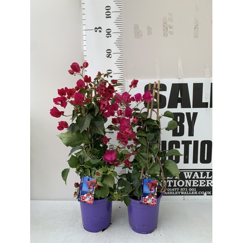 Lot 12        