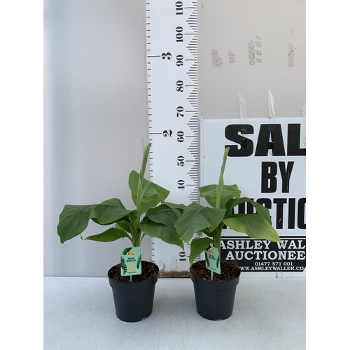 Lot 8         