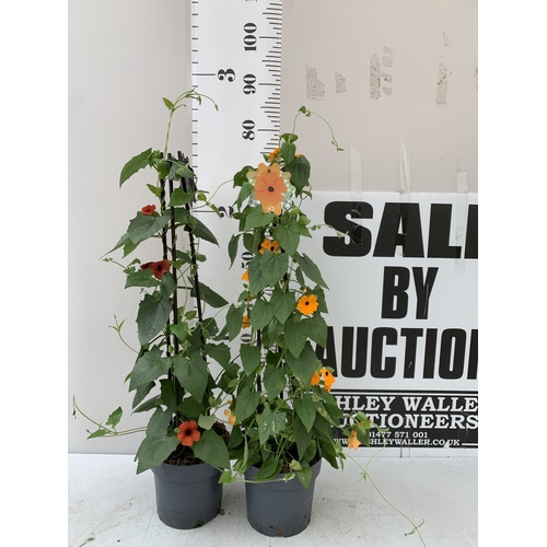 Lot 15        