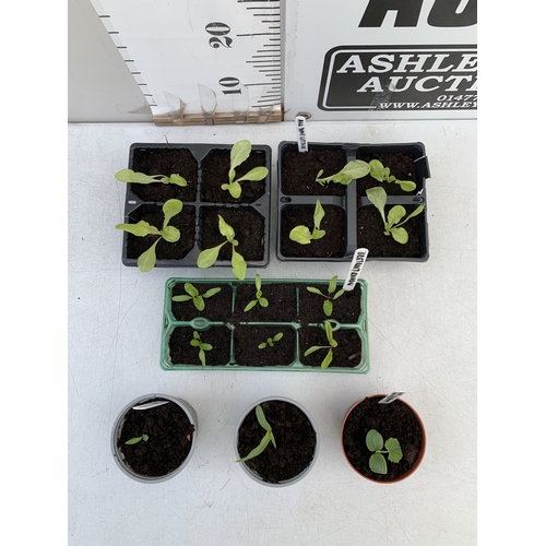 50 - SEVENTEEN VEGETABLE PLANTS IN A STARTER SET. TO INCLUDE EIGHT 'ALL YEAR ROUND' LETTUCE, SIX 'RAINBOW... 