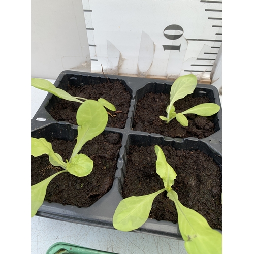 50 - SEVENTEEN VEGETABLE PLANTS IN A STARTER SET. TO INCLUDE EIGHT 'ALL YEAR ROUND' LETTUCE, SIX 'RAINBOW... 