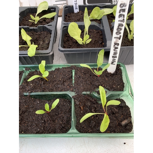 50 - SEVENTEEN VEGETABLE PLANTS IN A STARTER SET. TO INCLUDE EIGHT 'ALL YEAR ROUND' LETTUCE, SIX 'RAINBOW... 
