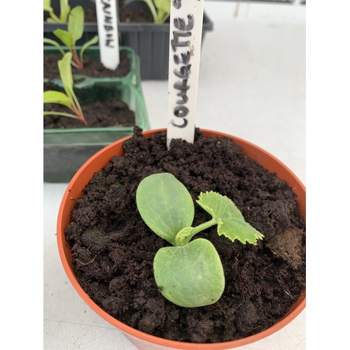 50 - SEVENTEEN VEGETABLE PLANTS IN A STARTER SET. TO INCLUDE EIGHT 'ALL YEAR ROUND' LETTUCE, SIX 'RAINBOW... 