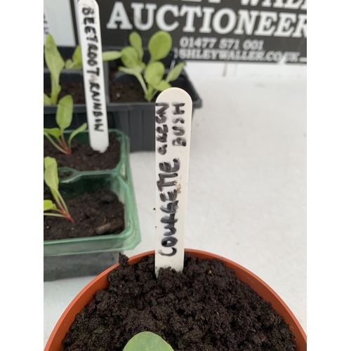 50 - SEVENTEEN VEGETABLE PLANTS IN A STARTER SET. TO INCLUDE EIGHT 'ALL YEAR ROUND' LETTUCE, SIX 'RAINBOW... 
