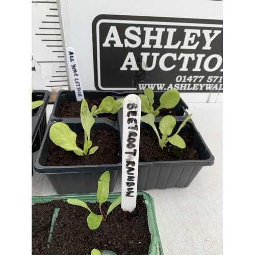 50 - SEVENTEEN VEGETABLE PLANTS IN A STARTER SET. TO INCLUDE EIGHT 'ALL YEAR ROUND' LETTUCE, SIX 'RAINBOW... 