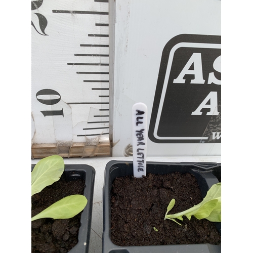 50 - SEVENTEEN VEGETABLE PLANTS IN A STARTER SET. TO INCLUDE EIGHT 'ALL YEAR ROUND' LETTUCE, SIX 'RAINBOW... 