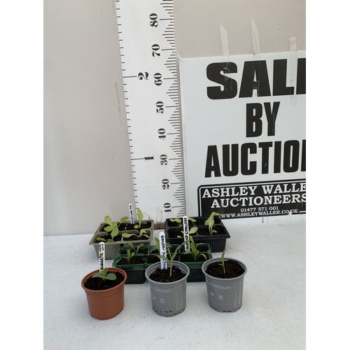 Lot 49        