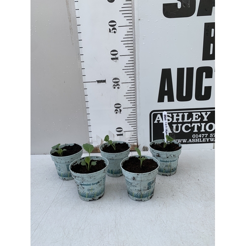 Lot 53        