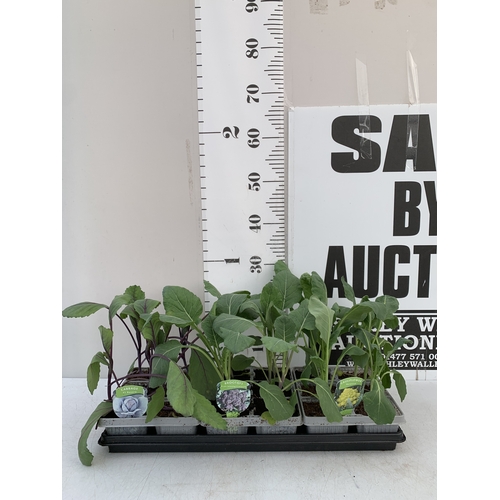 Lot 55        