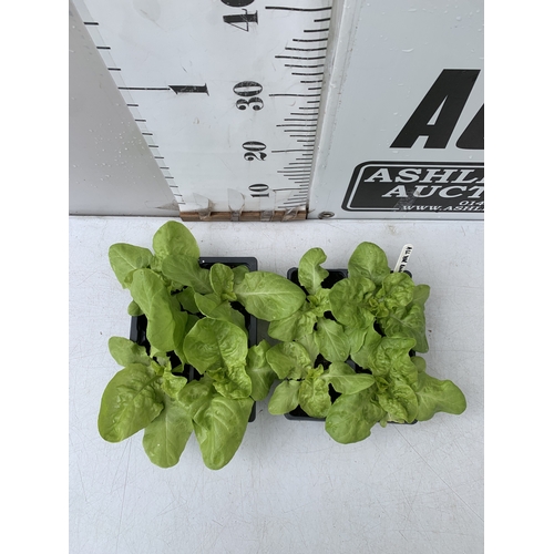 51 - TWELVE LETTUCE 'ALL YEAR ROUND' PLANTS ON TWO TRAYS. TO BE SOLD FOR THE TWELVE. NO VAT