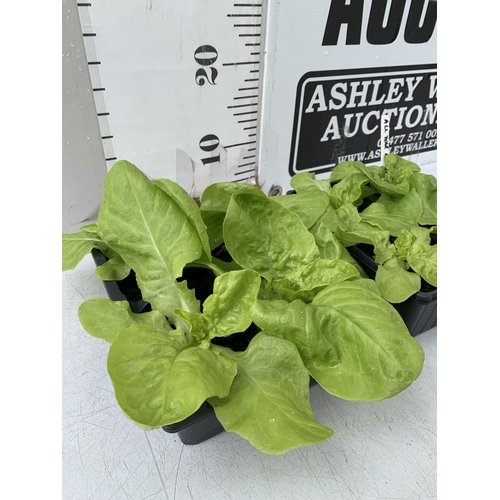 51 - TWELVE LETTUCE 'ALL YEAR ROUND' PLANTS ON TWO TRAYS. TO BE SOLD FOR THE TWELVE. NO VAT
