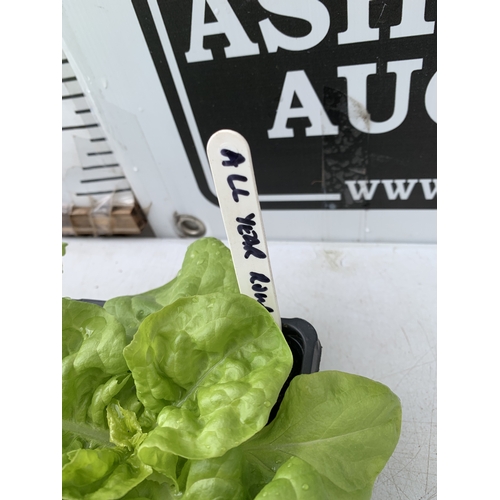 51 - TWELVE LETTUCE 'ALL YEAR ROUND' PLANTS ON TWO TRAYS. TO BE SOLD FOR THE TWELVE. NO VAT
