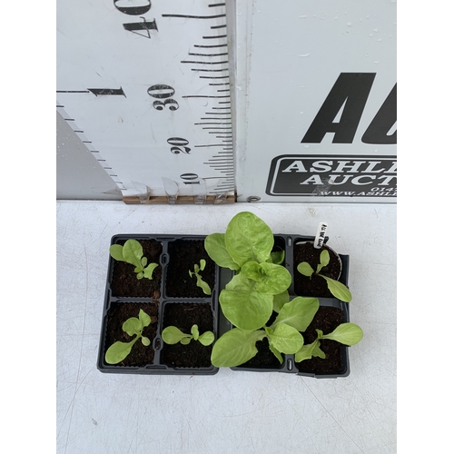52 - TWELVE LETTUCE 'ALL YEAR ROUND' PLANTS ON TWO TRAYS. TO BE SOLD FOR THE TWELVE. NO VAT